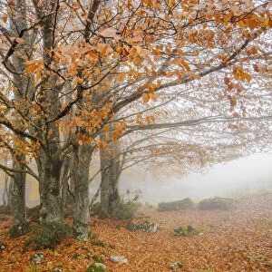 Tree autumn leaves in fog, Haute-Savoie, France