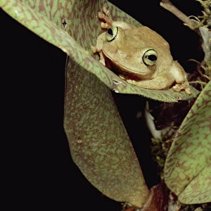 Tree Frog (Rana sp) in canopy orchid, Trinidad