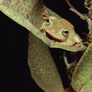 Tree Frog in Canopy Orchid Print Tree Frog in Canopy Orchid Print