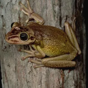 Tree Frog Print, San Luis, Ecuador Tree Frog Print, San Luis, Ecuador