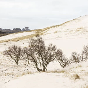 Trees at drift sand, Schoorlse Duinen, Noord-Holland, The Netherlands