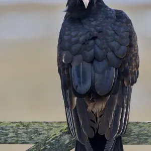 Turkeiäffigur (Cathartes aura), Sealinsel, Falkland-Inseln Turkeiäffigur (Cathartes aura), Sealinsel, Falkland-Inseln