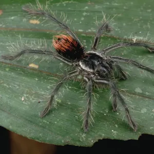 Unidentified juvenile Tarantula, Rio Mormon, Peru Unidentified juvenile Tarantula, Rio Mormon, Peru