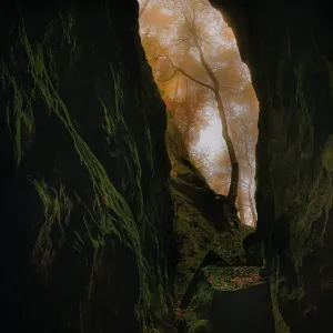 Unbekannter Lindens (Tilia sp.) Baum versteckt in einer Schlucht, Teufelsschlucht, Irrel, Landkreis Bitburg-Prüm, Rheinland-Pfalz, Deutschland - Höchstens geehrt in der Landschaftskategorie des ASFERICO 2022-Fotowettbewerbs.