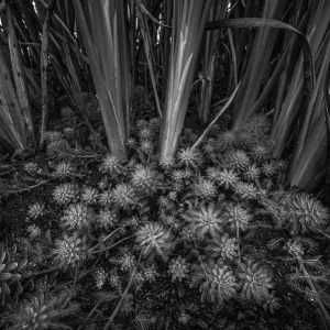 Topansicht von Parrot-Federwurzel (Myriophyllum aquaticum), die in Bulrussen (Typha sp. ), Laarbeek, Noord-Brabant, Die Niederlande - Teil der niederländischen Jungelserie mit der welche Jowan Iven den Titel Naturfotograf des Jahres gewonnen hat sowie
