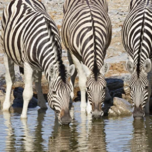 Front view of four Plains Zebra (Equus quagga) or (Equus burchellii