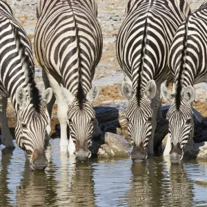 Vorderseite von vier Plattenzebraschafen (Equus quagga oder Equus burchellii)