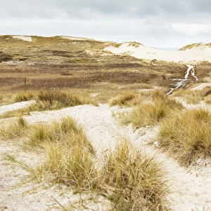 Walking path in dune valley near the sea, De Kref, Schoorlse Duinen, Noord-Holland