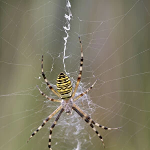 Wasp Spider (Argiope bruennichi) in its typical web with a prominent zigzag shape