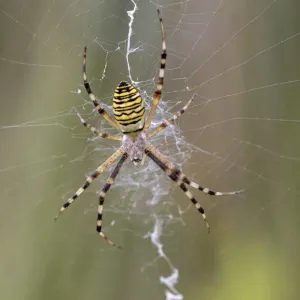 Araña Vespiforme (Argiope bruennichi) en su típica red con una forma zigzagueante prominente.