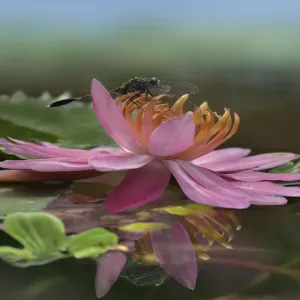 Water Lily (Nymphaeaceae) flower and dragonfly, Singapore Zoo, Singapore Water Lily (Nymphaeaceae) flower and dragonfly, Singapore Zoo, Singapore