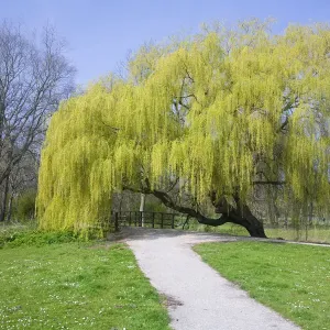 Salix sepulcralis floreciendo en un parque, Den Helder, los Países Bajos.