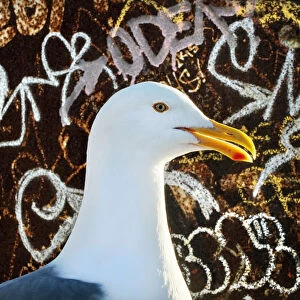 Western Gull (Larus occidentalis) in front of graffiti covered iron pole, San Fransisco
