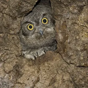 Westlicher Schreisittich (Megascops kennicottii) Jungvogel im Nest, Green Valley, Arizona. Westlicher Schreisittich (Megascops kennicottii) Jungvogel im Nest, Green Valley, Arizona.