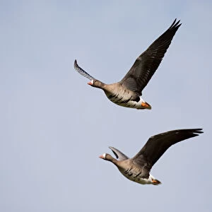 White-fronted Goose (Anser albifrons) couple in fligth, polder Arkemheen, The Netherlands