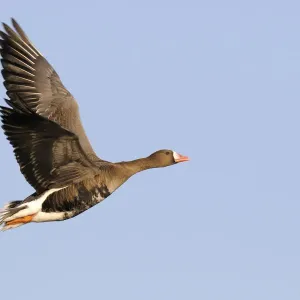 Ganso de Frente Blanca (Anser albifrons) volando, Texel, Noord-Holland, Países Bajos.