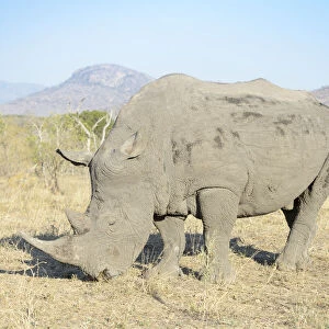 White rhino (Ceratotherium simum) close up in the southern part of the Kruger National Park, South Africa, Kruger National Park, South Africa
