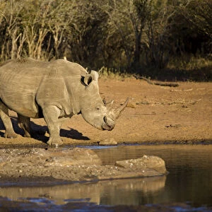 White Rhino (Ceratotherium simum) drinking water, South Africa, Mpumulanga