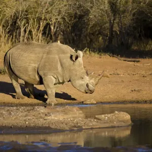 Weißrheinoceros (Ceratotherium simum), trinkt Wasser, Südafrika, Provinz Mpumalanga Weißrheinoceros (Ceratotherium simum), trinkt Wasser, Südafrika, Provinz Mpumalanga