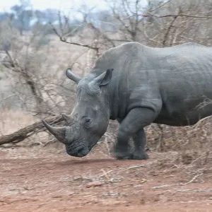 Weißrheinoceros (Ceratotherium simum), aus dem Busch auftauchend, Südafrika, Limpopo Weißrheinoceros (Ceratotherium simum), aus dem Busch auftauchend, Südafrika, Limpopo