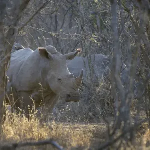 Weißrheinoceros (Ceratotherium simum), steht im Wald, Südafrika, Provinz Limpopo Weißrheinoceros (Ceratotherium simum), steht im Wald, Südafrika, Provinz Limpopo