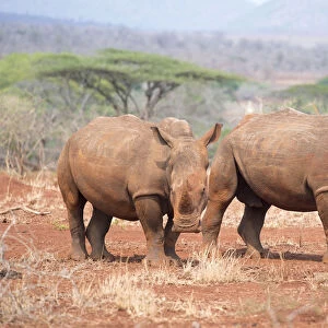White Rhinoceros (Ceratotherium simum) adult and young looking at camera, South Africa