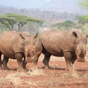 Weißrheinhornschwein (Ceratotherium simum), Erwachsene und Jungtiere im Blick, Südafrika Weißrheinhornschwein (Ceratotherium simum), Erwachsene und Jungtiere im Blick, Südafrika