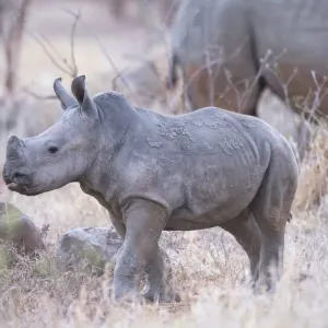 Weißer Rhinoceroskalb (Ceratotherium simum), Südafrika, Limpopo-Provinz, Krugerpark Weißer Rhinoceroskalb (Ceratotherium simum), Südafrika, Limpopo-Provinz, Krugerpark