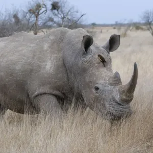 Weißes Rindhorn (Ceratotherium simum), im Bewegungszustand, Südafrika, Kruger-Nationalpark Weißes Rindhorn (Ceratotherium simum), im Bewegungszustand, Südafrika, Kruger-Nationalpark