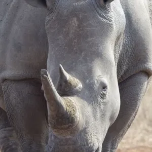 Weißrhinosaurier (Ceratotherium simum), Porträt, Südafrika, Limpopo Weißrhinosaurier (Ceratotherium simum), Porträt, Südafrika, Limpopo