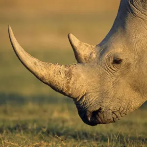 Weißrheinokker (Ceratotherium simum), Profil, Kenia, See von Nakuru im Naturschutzgebiet des Sees von Nakuru Weißrheinokker (Ceratotherium simum), Profil, Kenia, See von Nakuru im Naturschutzgebiet des Sees von Nakuru
