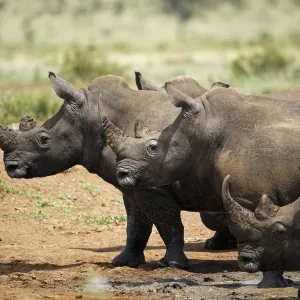 Vier weiße Riesenrhinos (Ceratotherium simum), die das Wasser verlassen. Krüger-Nationalpark Vier weiße Riesenrhinos (Ceratotherium simum), die das Wasser verlassen. Krüger-Nationalpark