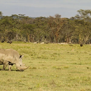White Rhinocerous (Ceratohtherium simum) grazing, Kenya, Lake Nakuru National Park