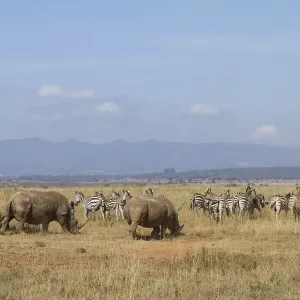 Weißes Rindhorn (Ceratotherium simum) und Zebraschaf (Equus quaggar) Weißes Rindhorn (Ceratotherium simum) und Zebraschaf (Equus quaggar)