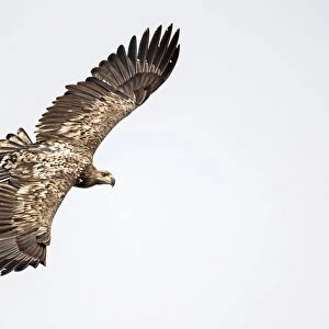 White-tailed Eagle (Haliaeetus albicilla) juvenile in flight seen from above, Oder