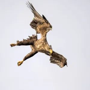 Weißkopfseeschwalbe (Haliaeetus albicilla), Sturzflug im Oderdeltabogen bei Stepnitz, Polen