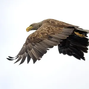 Weißschulteradler (Haliaeetus albicilla), Jagd im Oderdelta bei Stepnitz in Polen
