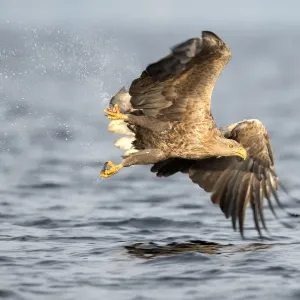 Prints of : Birds of Prey