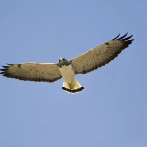 Weißschäfterhuhnauge (Buteo albicaudatus), fliegt über dem Rio Grande Valley in Texas Weißschäfterhuhnauge (Buteo albicaudatus), fliegt über dem Rio Grande Valley in Texas
