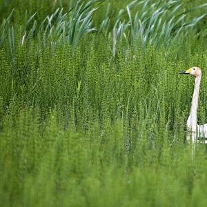 Whooper swan (Cygnus cygnus) in thickly vegetated pond, Tartu region, Estonia, Tartu region