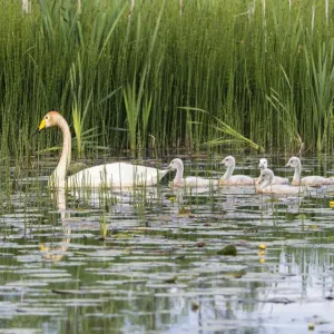 Werwingsäuger (Cygnus cygnus), mit Küngeln im Teich, Region Tartu, Estland Werwingsäuger (Cygnus cygnus), mit Küngeln im Teich, Region Tartu, Estland
