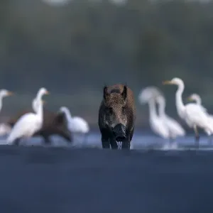 Fuchs mit Großer Schreiadler im Fischbecken bei Trocknung (Sus scrofa) jagt nach Fischen auf der Naturreservat Valkenhorst, Valkenswaard, Noord-Brabant, Niederlande - Ehrenmenion in den Säugetieren