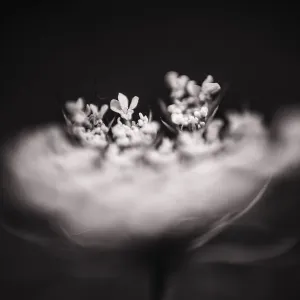 Blätter der Wildkarottenblume tragen eine verschwommene Blüte im Vordergrund