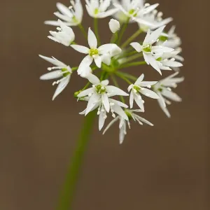 Wild Garlic flower head, Yorkshire Dales, England Wild Garlic flower head, Yorkshire Dales, England