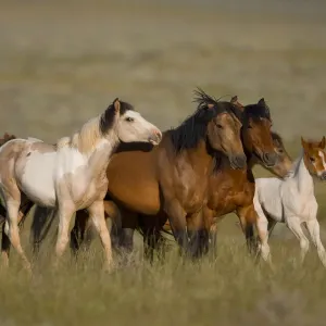Rheinwildpferd (Equus caballus) Gruppenlauf, Wyoming
