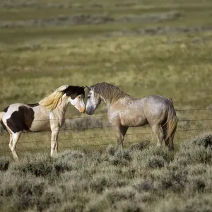 Rheinischer Pferd (Equus caballus), Paar sich am Zaun zu streicheln. Wyoming