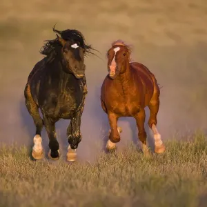 Rhein-Pferd (Equus caballus) Paar läuft, Wyoming