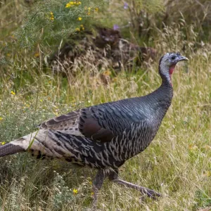Wild Turkey Print, Zion National Park