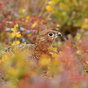 Willow Grouse (Lagopus lagopus) in colorful tundra, Denali National Park and Preserve