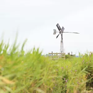 Windmill in peat meadow for dewatering in summer, Waterland, Noord-Holland